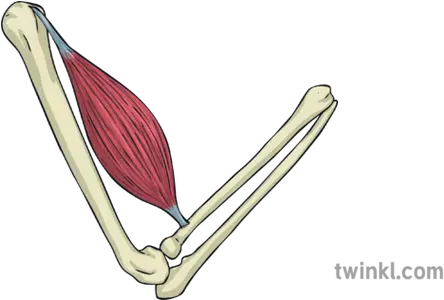 Contracted Muscle Arm Bone Skeleton Movement Anatomy Bicep Illustration Png Muscle Arm Png