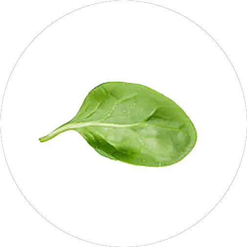 Download Hd Transparent Leaf Spinach Spinach Leaves Transparent Background Spinach Leaf Spinach Png Leaf With Transparent Background