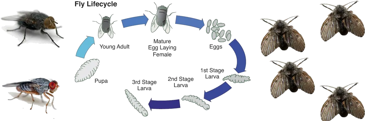 Download Fly Control Life Cycle Of A Fly Full Size Png Life Cycle Of Insect Png Fly Transparent