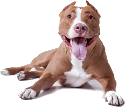 Pitbull Dog Head Transparent U0026 Png Clipart Free Download Ywd Pitbulls Png Dog Head Png