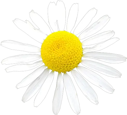 Tagged With Transparent Nail Png White Daisy Png