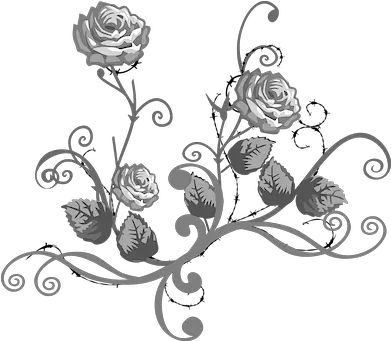 White Rose Illustrations Black White Flower Png White Rose Transparent