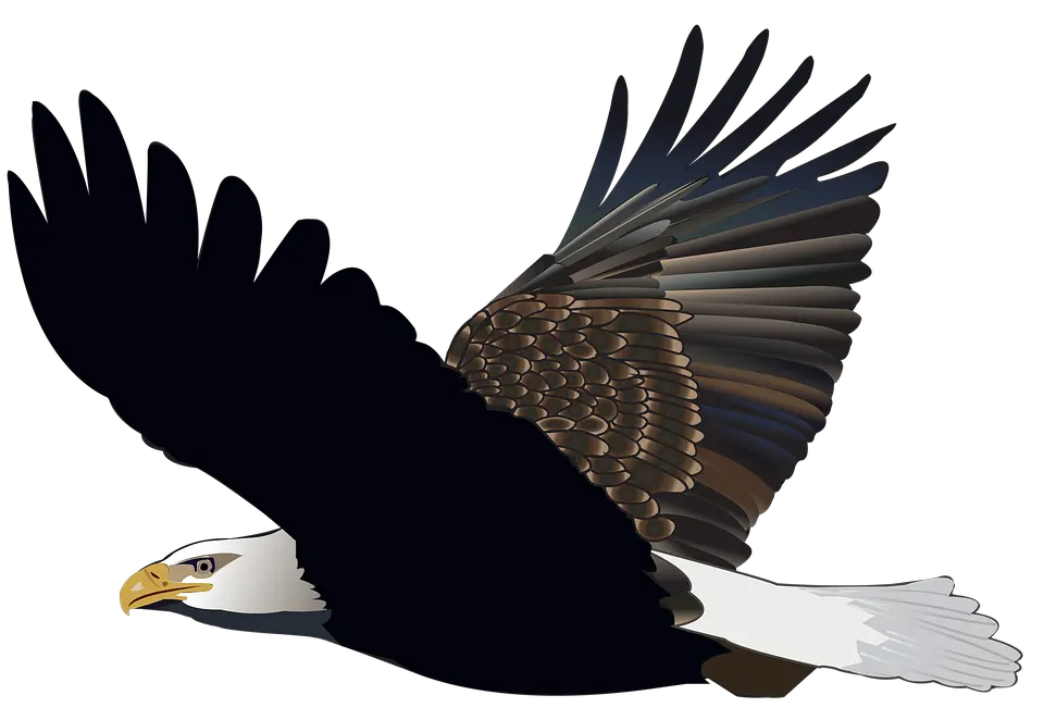 Bird Eagle Flying Feather Nature American Flight Eagle Gambar Burung Elang Png Feather Transparent Background