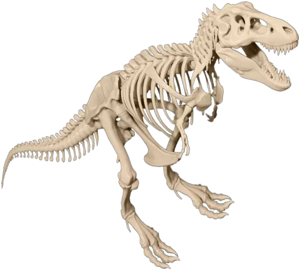 T T Rex Skeleton Png Skeleton Png Transparent
