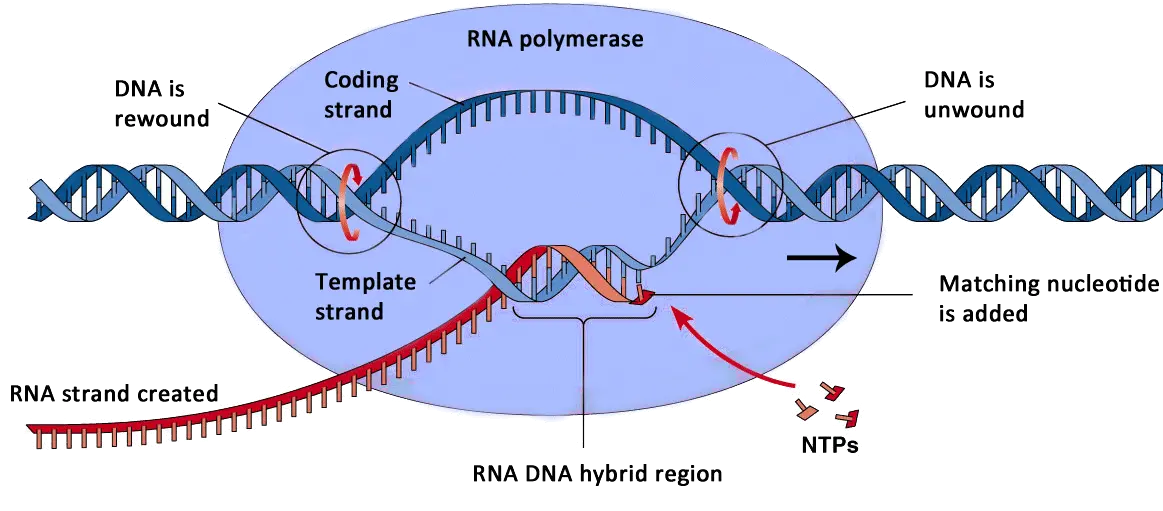 Download Williams Syndrome Dna Hd Png Uokplrs Rna Polymerase In Protein Synthesis Dna Strand Png