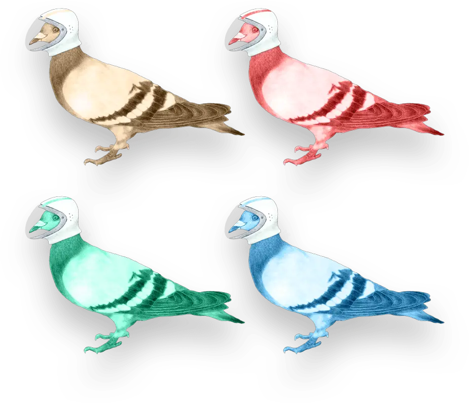 Download Your Digital Partners In Crime Pigeons And Doves Bird Png Doves Png