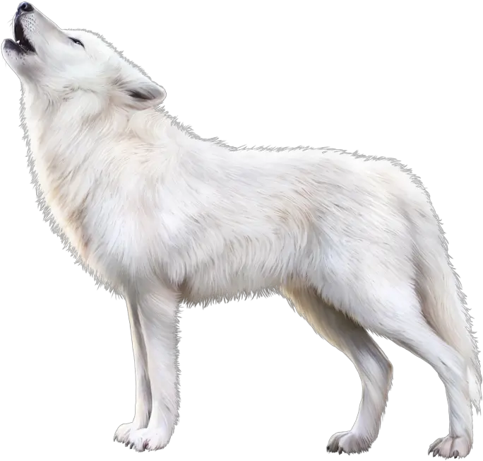 Arctic Fox Png Download Image White Fox Png Transparent Arctic Fox Png