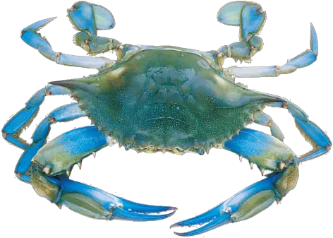Transparent Background Blue Crab Clipart Do Blue Crabs Live Png Crab Transparent Background