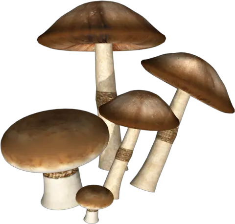 Icon Dark Mushrooms Png Download 550500 Free Mushroom Png Hd Free Download Mushroom Png