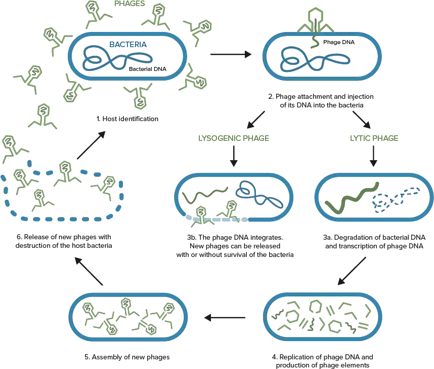 Phages Natural Predator Viruses Of Bacteria Bacteriophage And Bacteria Png Bacteria Transparent