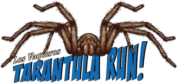 Race Info Tarantula Run Brazen Racing Araneus Cavaticus Png Tarantula Png
