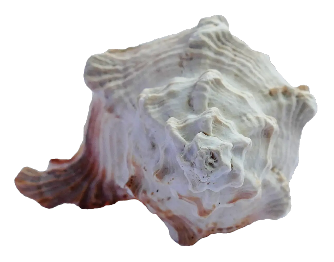 Sea Shell Png Transparent Image Pngpix Portable Network Graphics Seashell Png