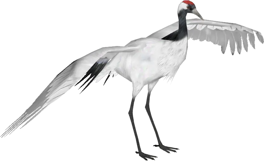 Download Red Crowned Crane Red Crowned Crane Png Full Red Crowned Crane Png Crane Png