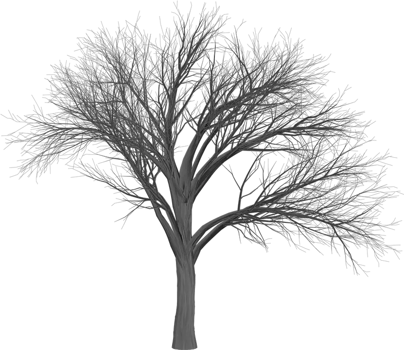 Tree Branch Empty Scary Tree Png Creepy Tree Png