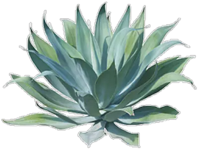 Agave Png And Vectors For Free Download Transparent Blue Agave Plant Agave Png