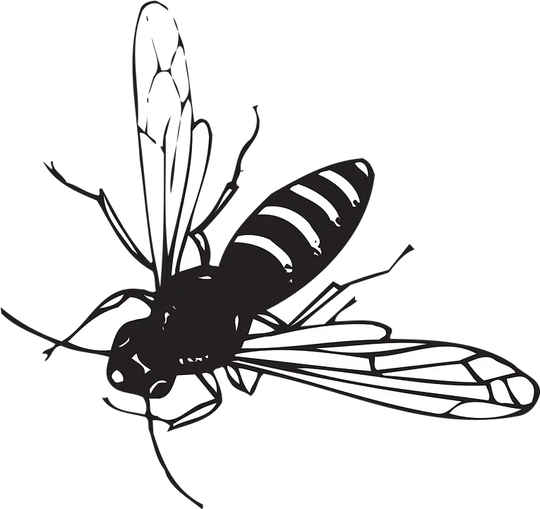 Bee Flying Stripes Free Vector Graphic On Pixabay Fly Insect Black And White Png Fly Png