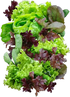 Mesclun Lettuce Seeds Lactuca Sativa Mesclun Lettuce Png Lettuce Png