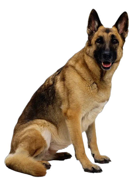 Dog Background Png