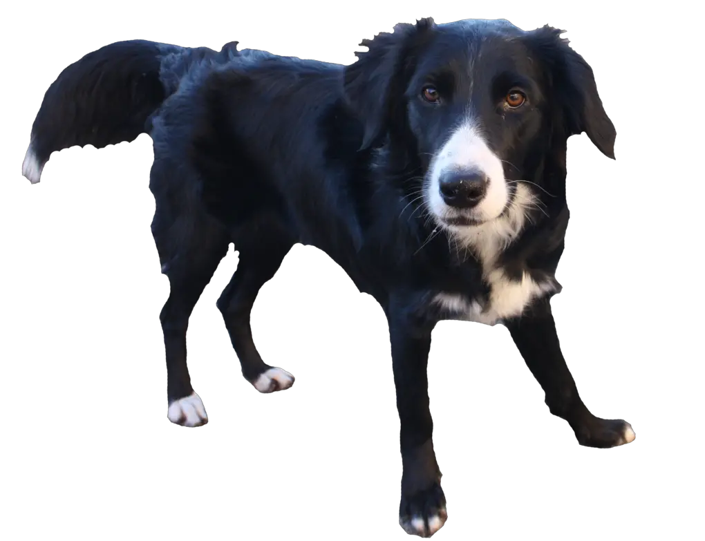 Dog Art Png