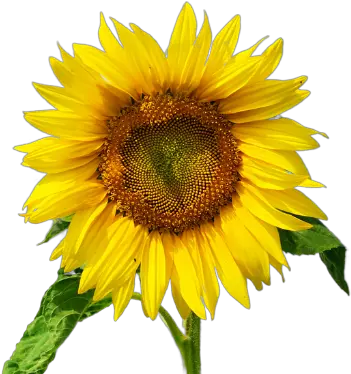Ovarian Cancer Canada Sunflower Png Canada Png