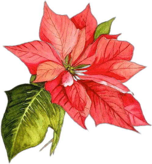 Watercolor Painting Flower Watercolor Christmas Flowers Png Poinsettia Png