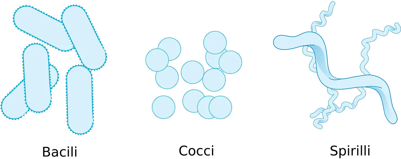 Biology Bacteria Forms Free Vector Graphic On Pixabay Bentuk Bentuk Virus Vector Png Bacteria Transparent Background
