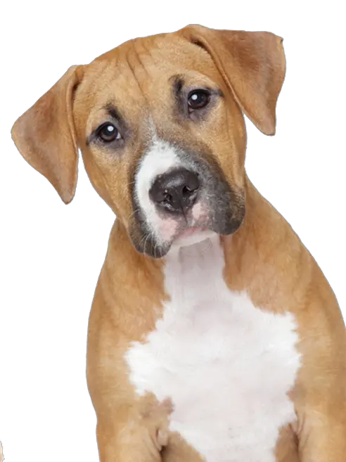 Cute Dog Png Image