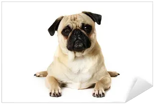 Yoga Pug Sticker U2022 Pixers We Live To Change Pug Png Pug Png