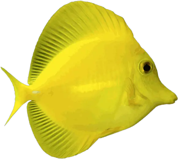 Ocean Fish Png 6 Image Fish On A Transparent Background Ocean Fish Png