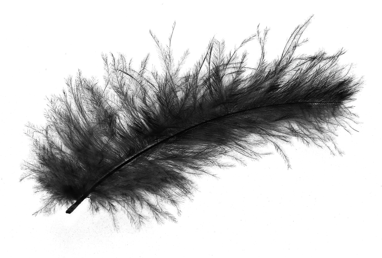 Png Image Purepng Free Transparent Cc0 Feather Background