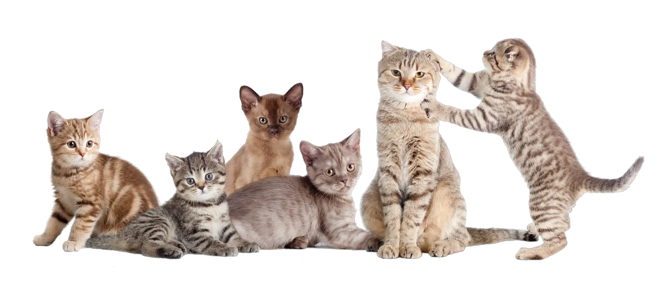 Download Hd Group Of Cats Transparent Png Image Nicepngcom National Cat Day Cats Transparent