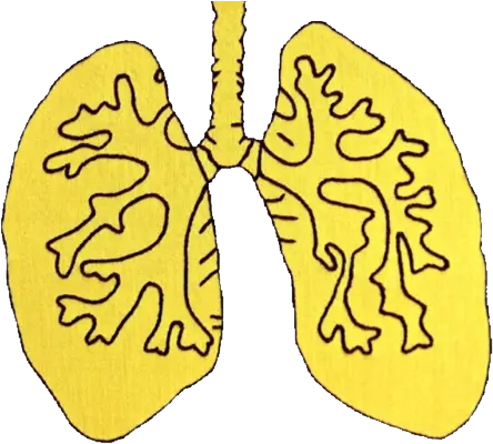 Yellow Lungs Aesthetic Art Artsy Yellow Tumblr Aesthetic Png Aesthetic Png Tumblr