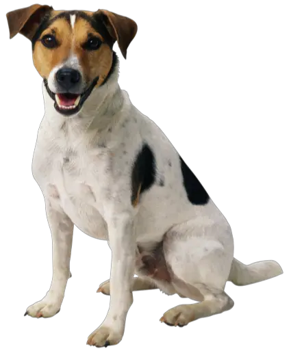 Bad Dog Png