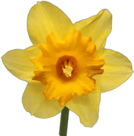 Daffodil Transparent Png Yellow Daffodil Daffodil Png
