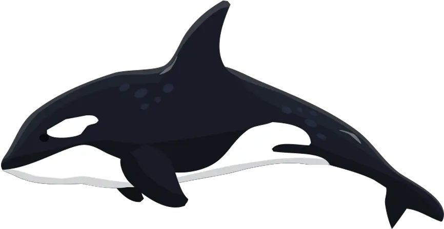 Orca Clipart Whale Dolphin Transparent Killer Whale Clipart Png Whale Transparent