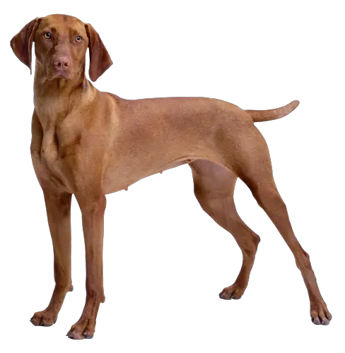 3d Dog Png