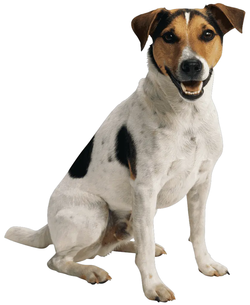 Walter Dog Png