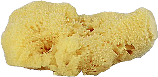 Sea Sponge Png 1 Image Biscuit Sponge Png