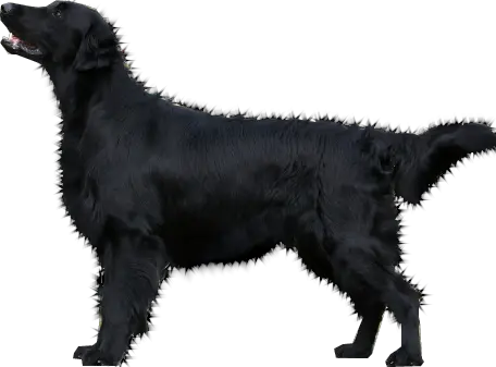 Dog Tail Png