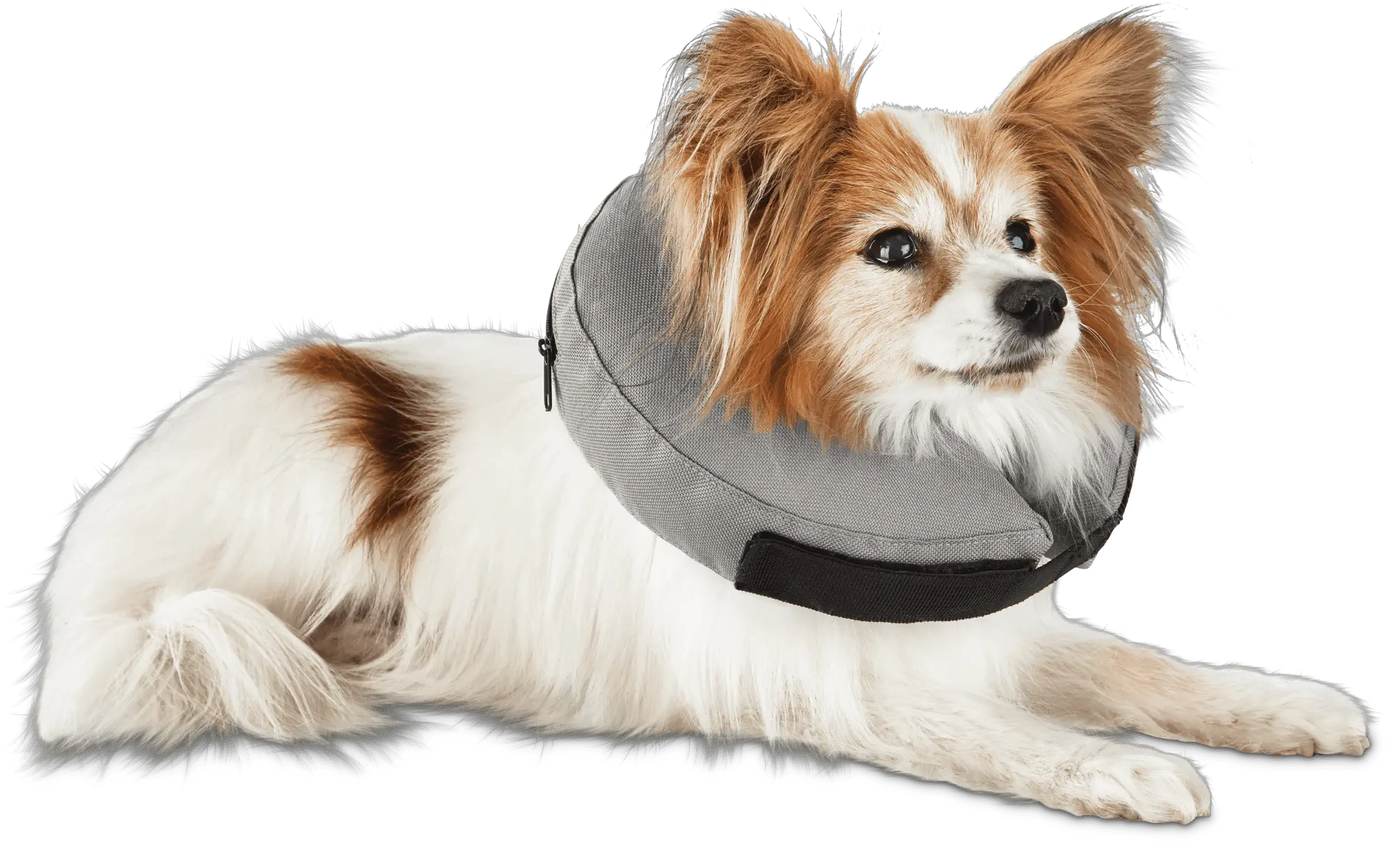 Well Good Inflatable Collar For Dogs Dog Clothes Png Platinum Cats Vs Dogs Icon
