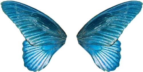 Butterfly Wing Transparent Png Butterfly Feather Png Butterfly Wing Png png