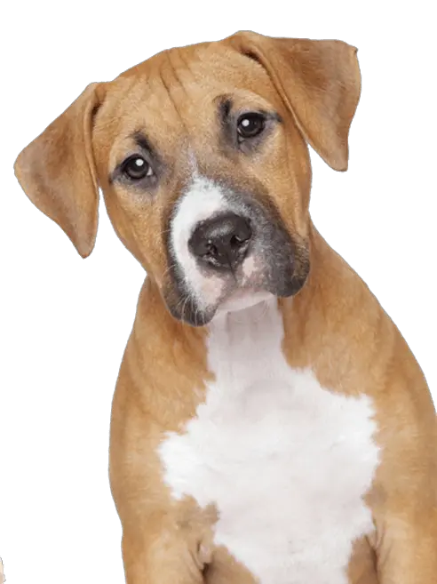 Dog Black Png