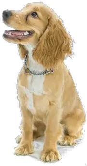 Dog Png Images