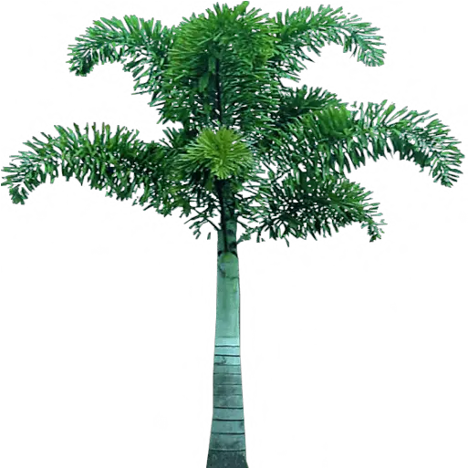 Download Free Png Palm Tree Dlpngcom Transparent Foxtail Palm Tree Png Palm Frond Png