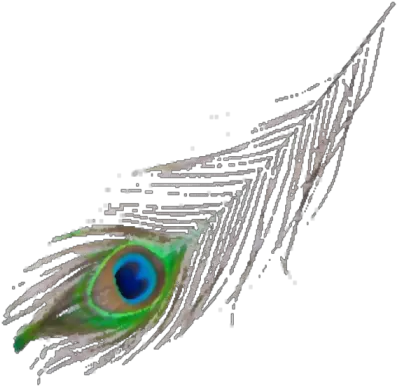 Peacock Feather Roblox Peafowl Png Peacock Feather Png