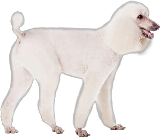 Standard Poodle Transparent Png Image Standard Poodle Poodle Png