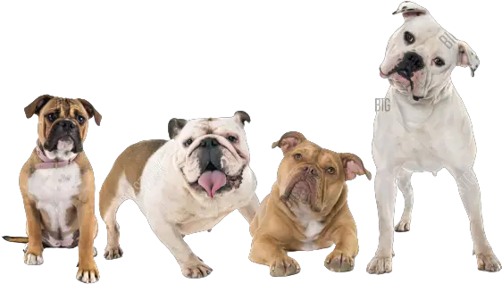 French Bulldog Martingale Png British Icon Bulldogs