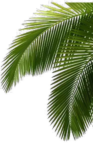 Tropical Palm Tree Png Free File Download Play Tropical Palm Leaves Tropical Tree Png