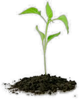 Plants Nursery Kazimingi Nursery Trees Reduce Greenhouse Gases Png Plant Png