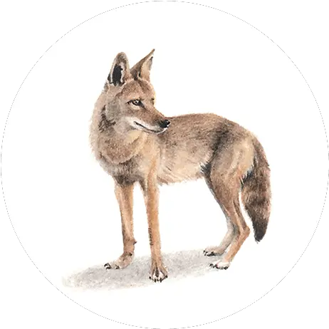 Coyote Czechoslovakian Wolfdog Png Coyote Png